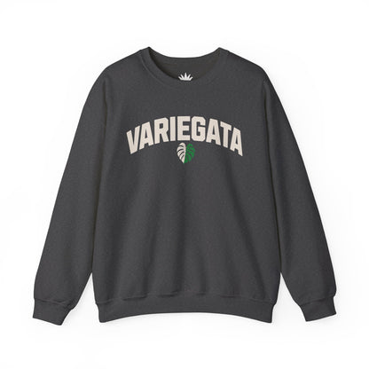 Grey crewneck sweatshirt with bold white text ‘Variegata’ and variegated Monstera leaf graphic – cozy sweatshirt for rare plant collectors and houseplant lovers.